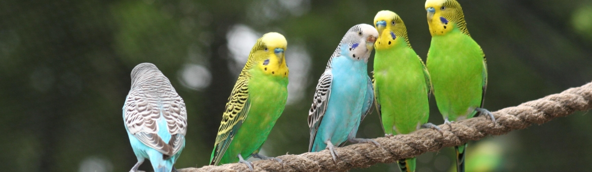 budgies on rope