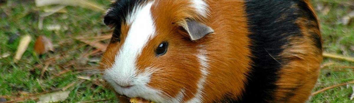 guineapig