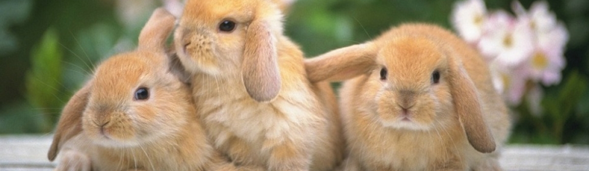 rabbits2