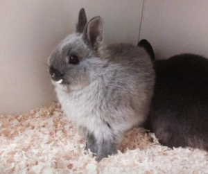 rabbits for sale in Bournemouth