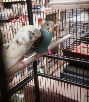 budgies for sale in Bournemouth