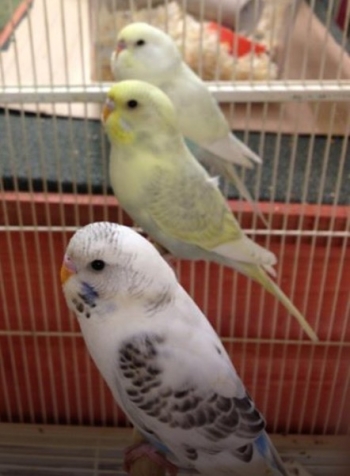 budgies for sale in Broadstone