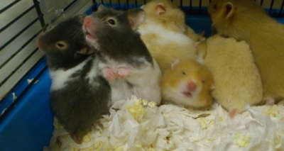 hamsters for sale in Boscombe
