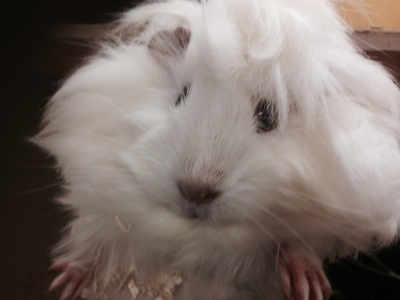guinea pig for sale in Bournemouth