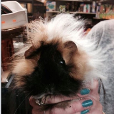 guinea pigs for sale in Bournemouth