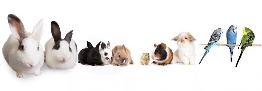 Pets for sale slider new