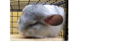 Chinchilla blocklink2