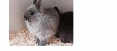 Rabbit Blocklinks