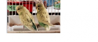 budgie blocklinks