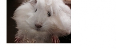 guinea pigs blocklinks
