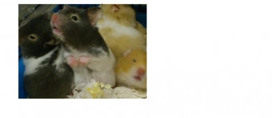 hamster blocklinks7